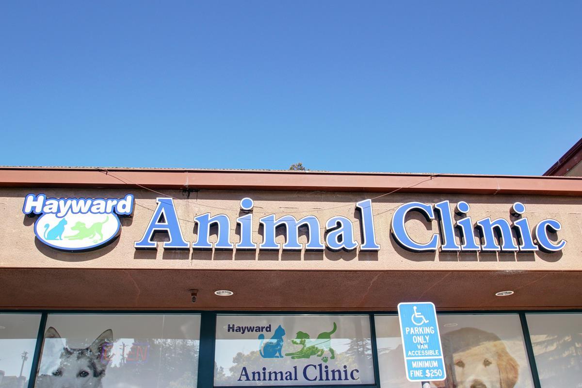 Best Veterinary Hospital In Hayward, CA | Hayward Animal